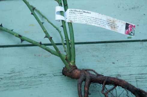 comprar plantas en otoño rosal a raíz desnuda