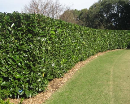 setos para delimitar zonas del jardín prunus laurocerasus