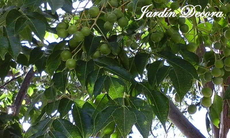 arbol melia, Cinamomo, Árbol santo, frutos,