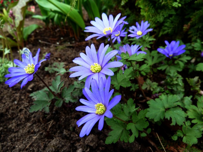 las mejores flores de primavera