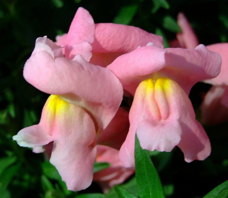 las mejores flores de primavera Antirrhinum majus, boca de dragon