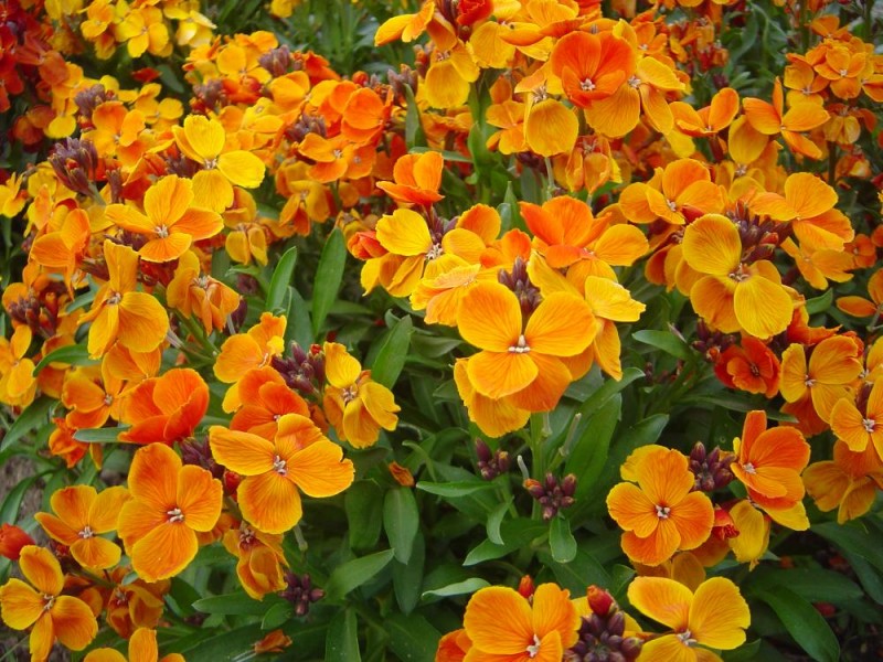 las mejores flores de primavera