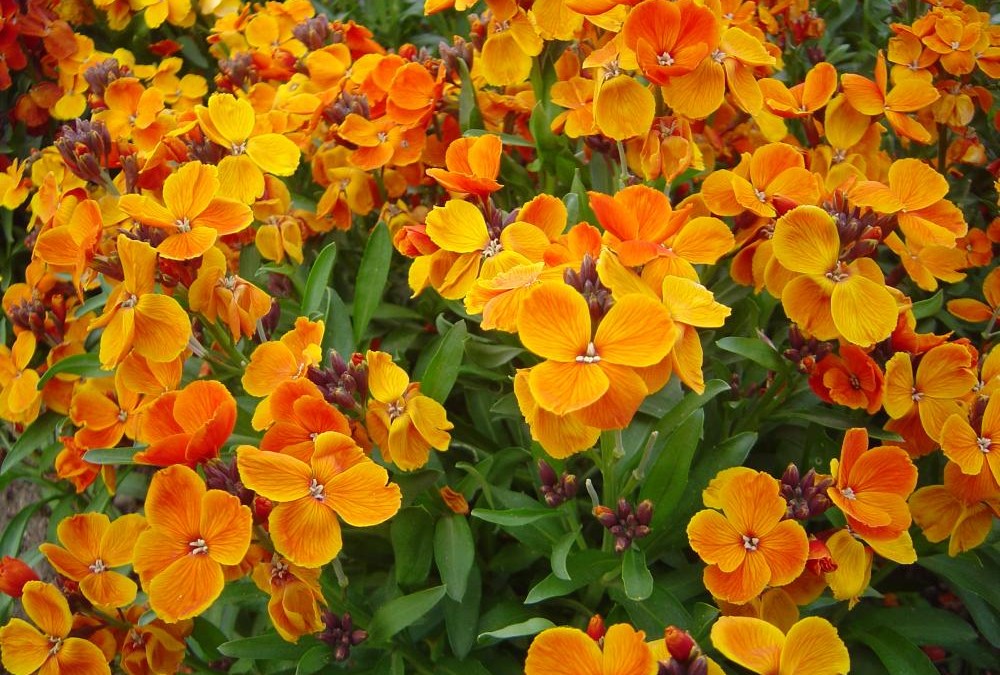 las mejores flores de primavera Cheiranthus cheiri, Alhelí