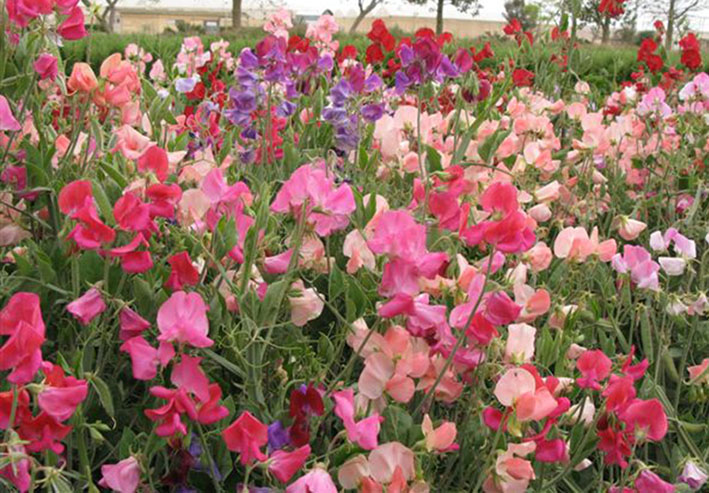 las mejores flores de primavera Lathyrus odoratus, Guisante de olor