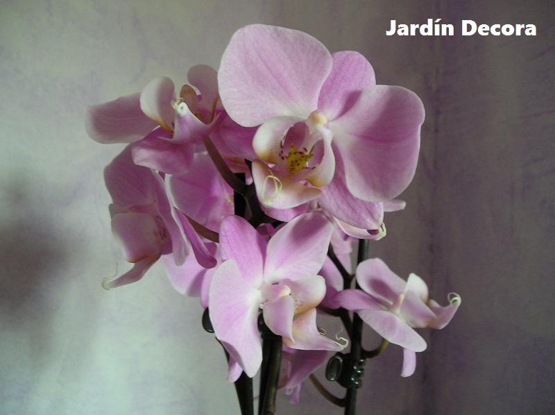 Cultivo y Cuidados de las Orquídeas en Casa